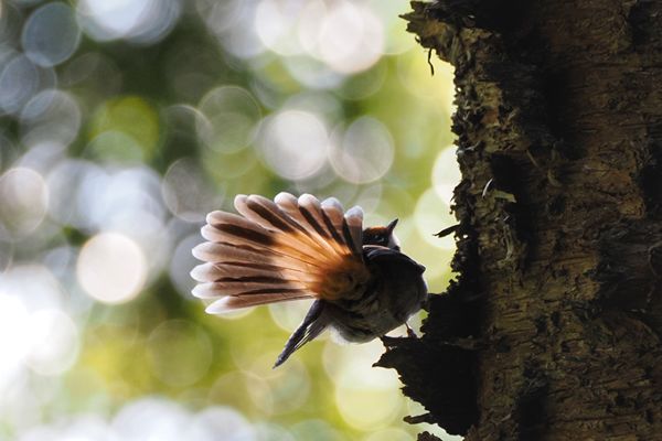 Rufous fantail in Lamington Park, Australië